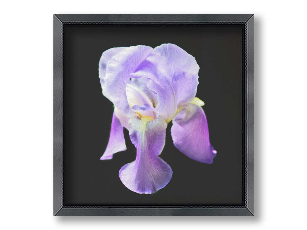 A photo of a purple iris flower, suspended on a black background. Printed on canvas and framed.