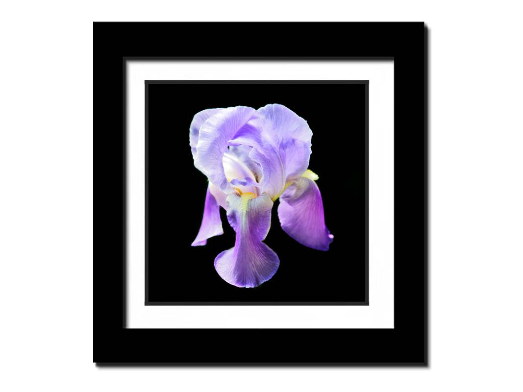 A photo of a purple iris flower, suspended on a black background. Printed on paper, matted, and framed.