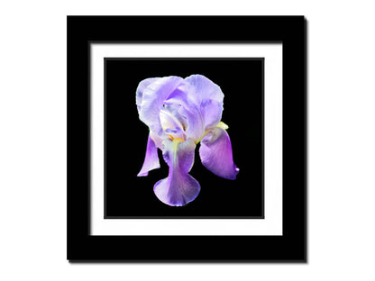 A photo of a purple iris flower, suspended on a black background. Printed on paper, matted, and framed.