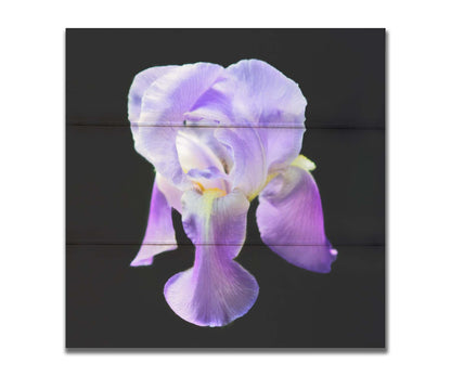 A photo of a purple iris flower, suspended on a black background. Printed on a box board.