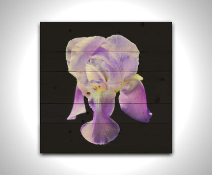 A photo of a purple iris flower, suspended on a black background. Printed on a wood pallet.