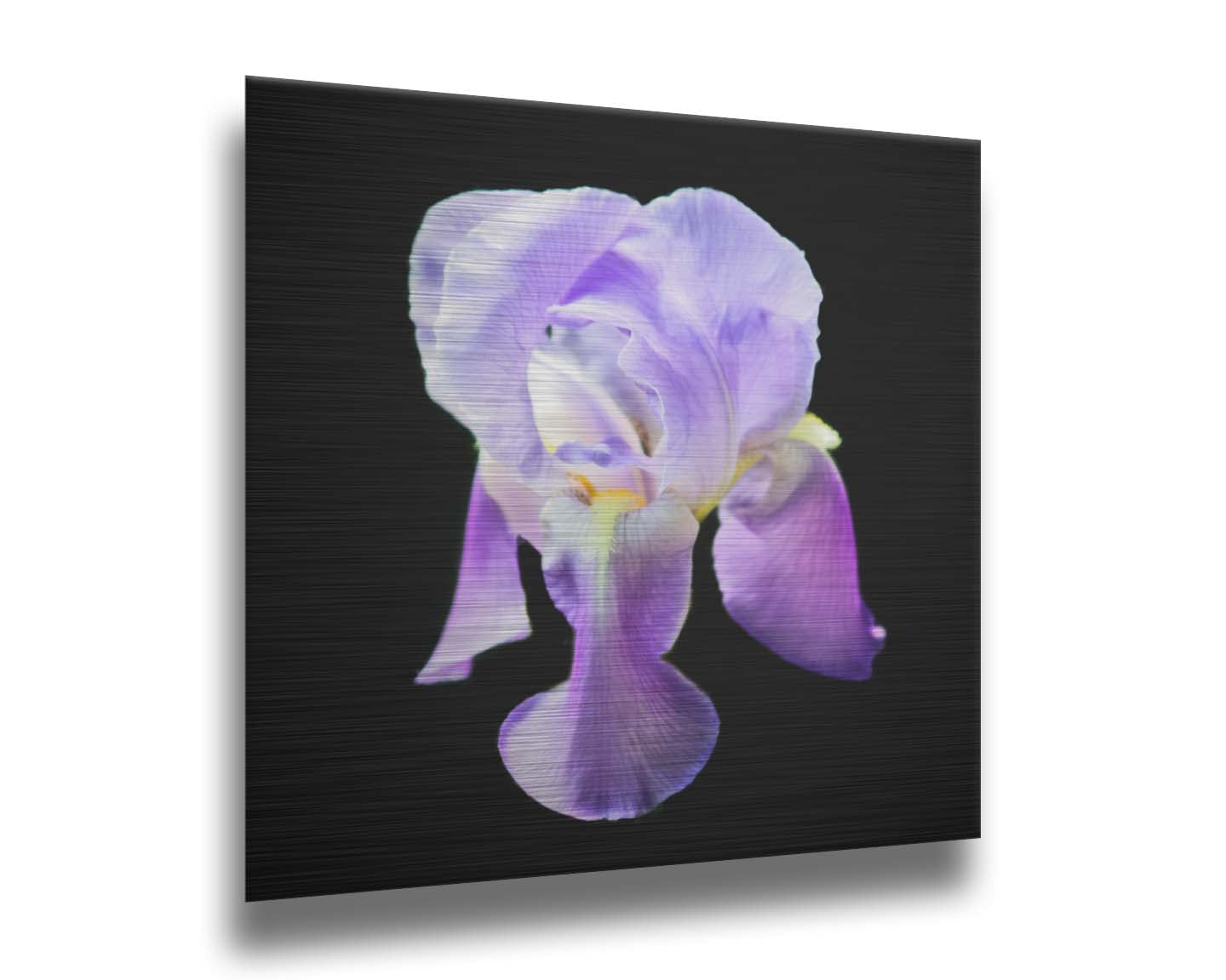 A photo of a purple iris flower, suspended on a black background. Printed on metal.