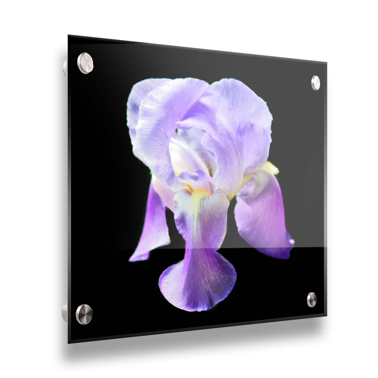 A photo of a purple iris flower, suspended on a black background. Printed on acrylic.