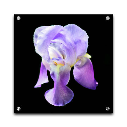 A photo of a purple iris flower, suspended on a black background. Printed on acrylic.