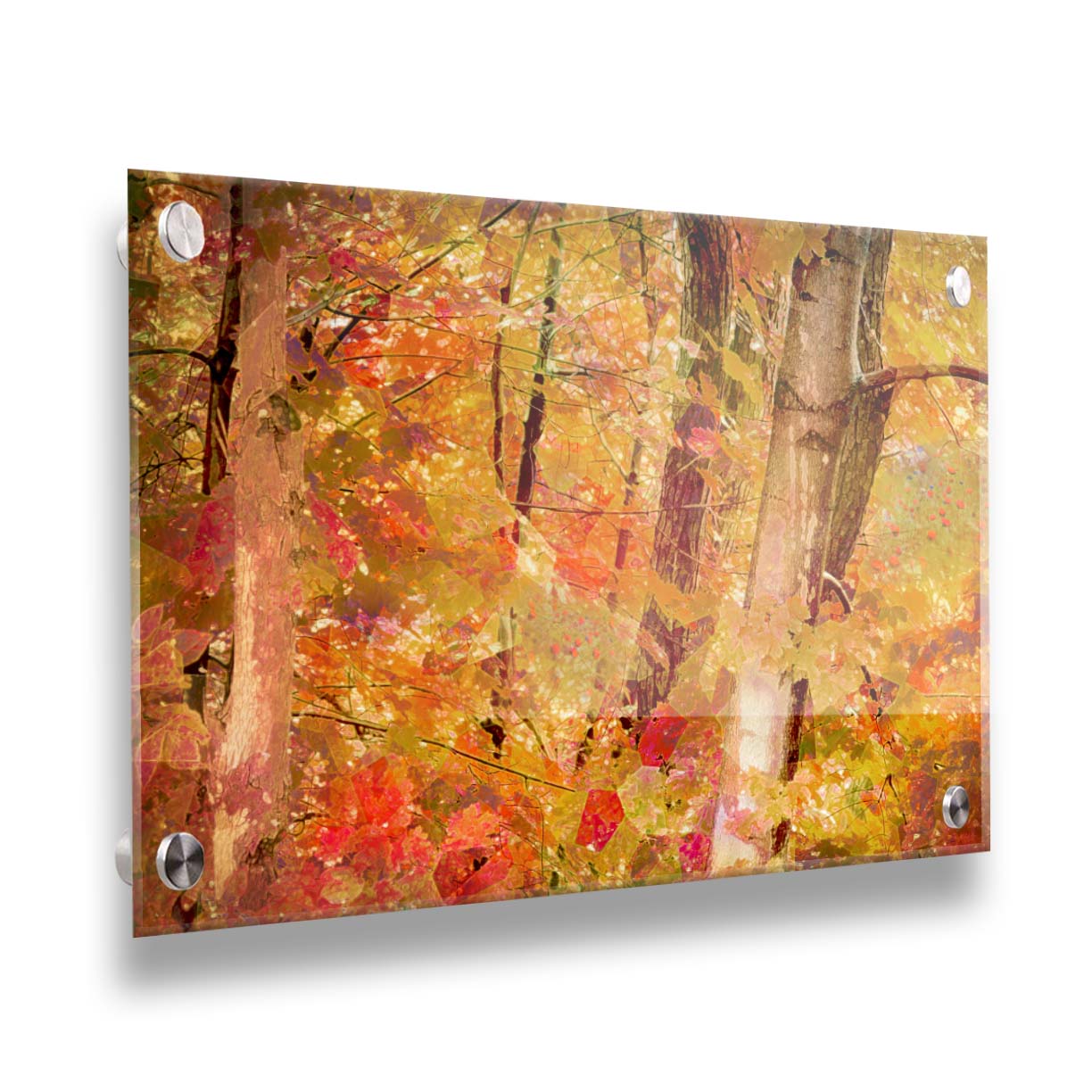 A photo of a forest of trees in fall, edited with a very graphic art style. Printed on acrylic.