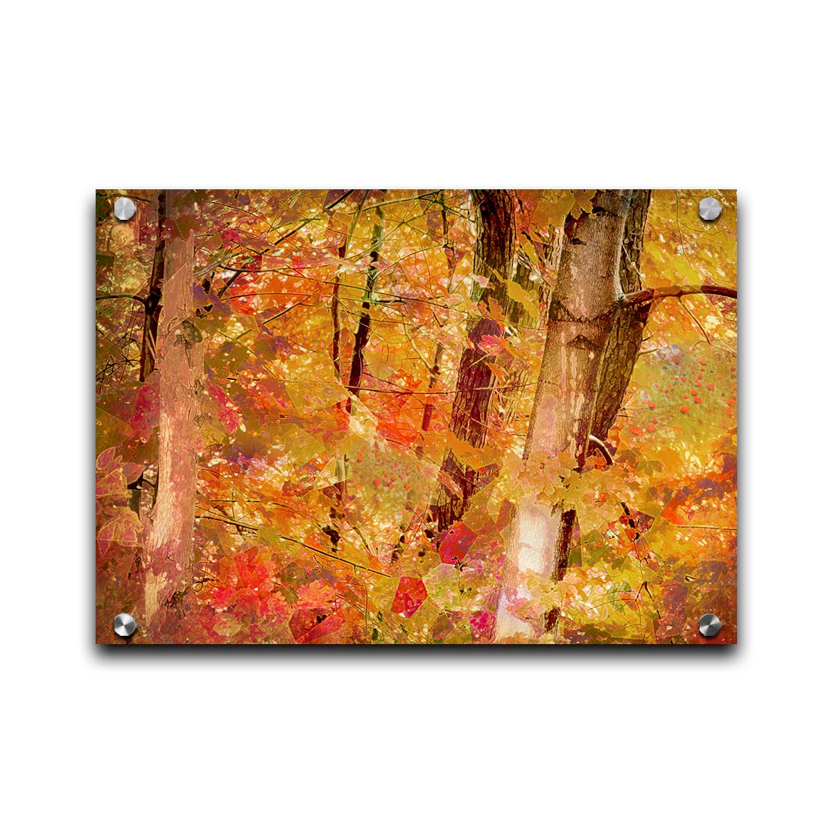 A photo of a forest of trees in fall, edited with a very graphic art style. Printed on acrylic.