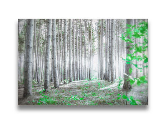 A photo of a forest, looking down lines of tree trunks. The grayscale image is contrasted with pops of selective color, drawing the eye to vibrant green leaves of both the trees and other plants sprouting from below. Printed on canvas.