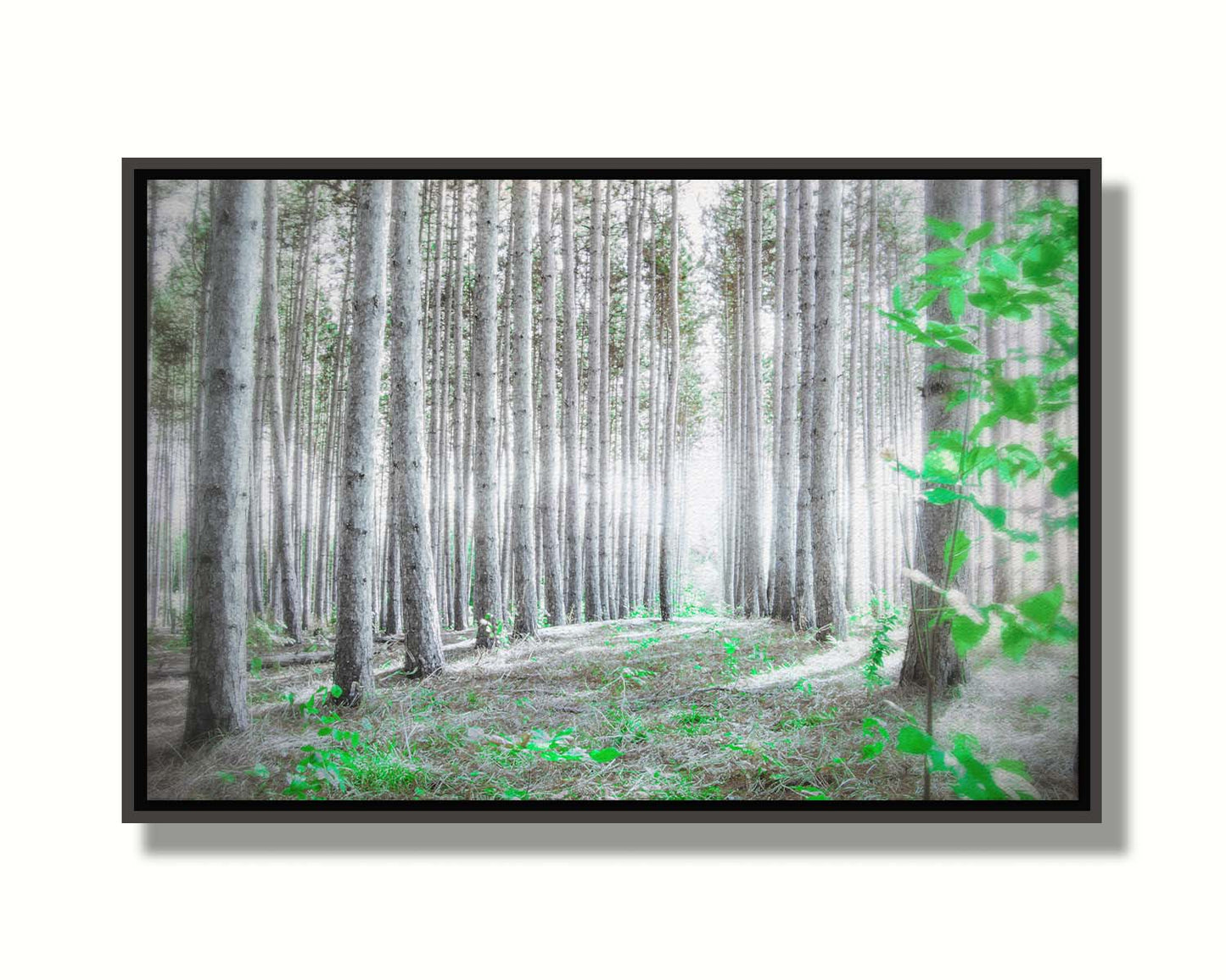 A photo of a forest, looking down lines of tree trunks. The grayscale image is contrasted with pops of selective color, drawing the eye to vibrant green leaves of both the trees and other plants sprouting from below. Printed on canvas in a float frame.