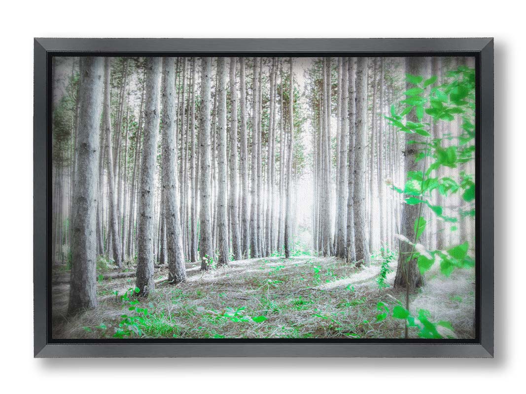 A photo of a forest, looking down lines of tree trunks. The grayscale image is contrasted with pops of selective color, drawing the eye to vibrant green leaves of both the trees and other plants sprouting from below. Printed on canvas and framed.