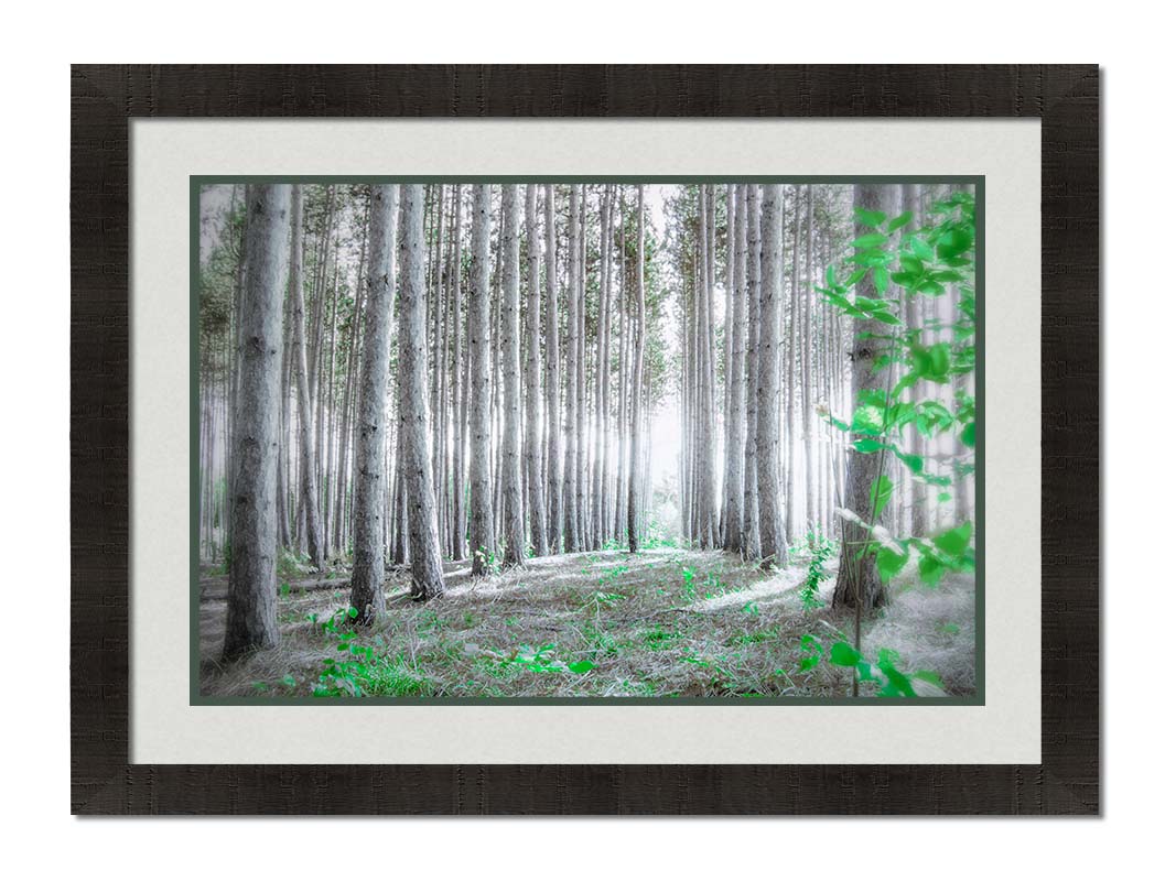 A photo of a forest, looking down lines of tree trunks. The grayscale image is contrasted with pops of selective color, drawing the eye to vibrant green leaves of both the trees and other plants sprouting from below. Printed on paper, matted, and framed.