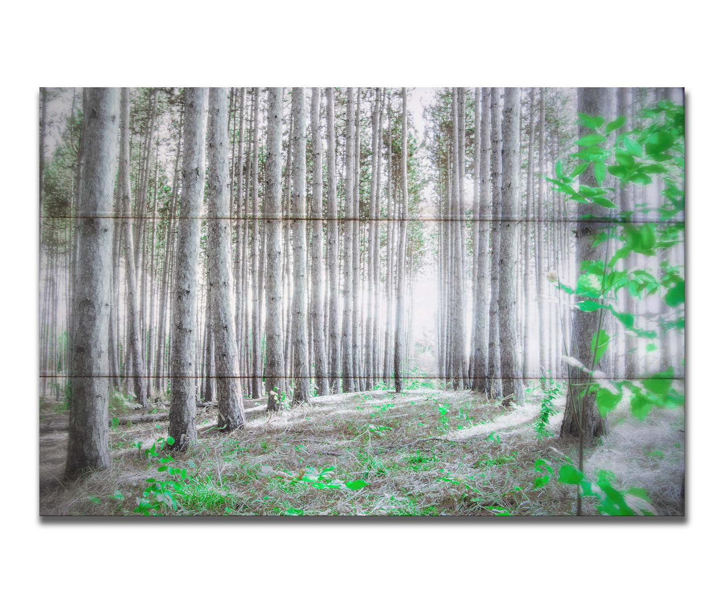 A photo of a forest, looking down lines of tree trunks. The grayscale image is contrasted with pops of selective color, drawing the eye to vibrant green leaves of both the trees and other plants sprouting from below. Printed on a box board.