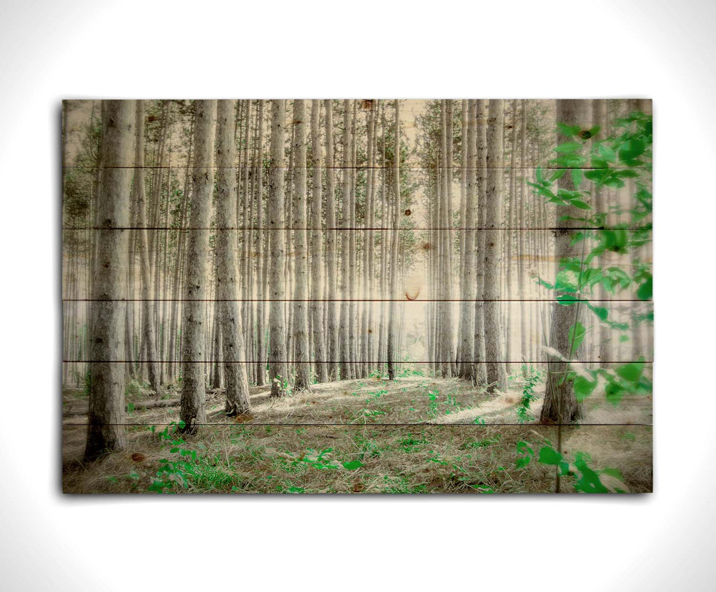 A photo of a forest, looking down lines of tree trunks. The grayscale image is contrasted with pops of selective color, drawing the eye to vibrant green leaves of both the trees and other plants sprouting from below. Printed on a wood pallet.