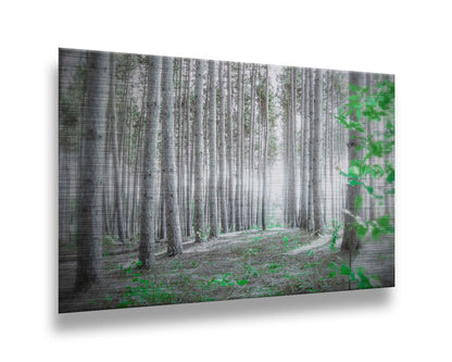 A photo of a forest, looking down lines of tree trunks. The grayscale image is contrasted with pops of selective color, drawing the eye to vibrant green leaves of both the trees and other plants sprouting from below. Printed on metal.