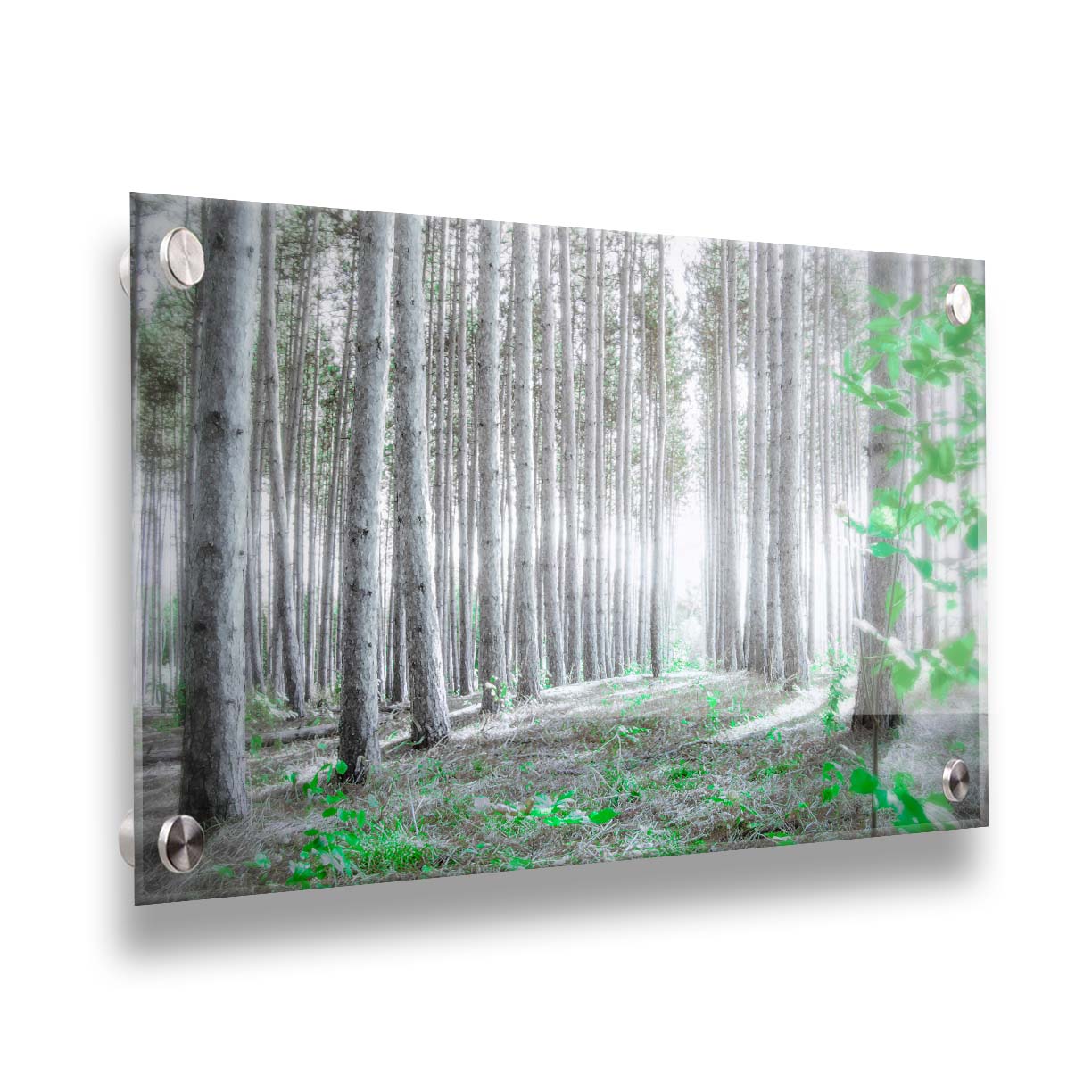 A photo of a forest, looking down lines of tree trunks. The grayscale image is contrasted with pops of selective color, drawing the eye to vibrant green leaves of both the trees and other plants sprouting from below. Printed on acrylic.