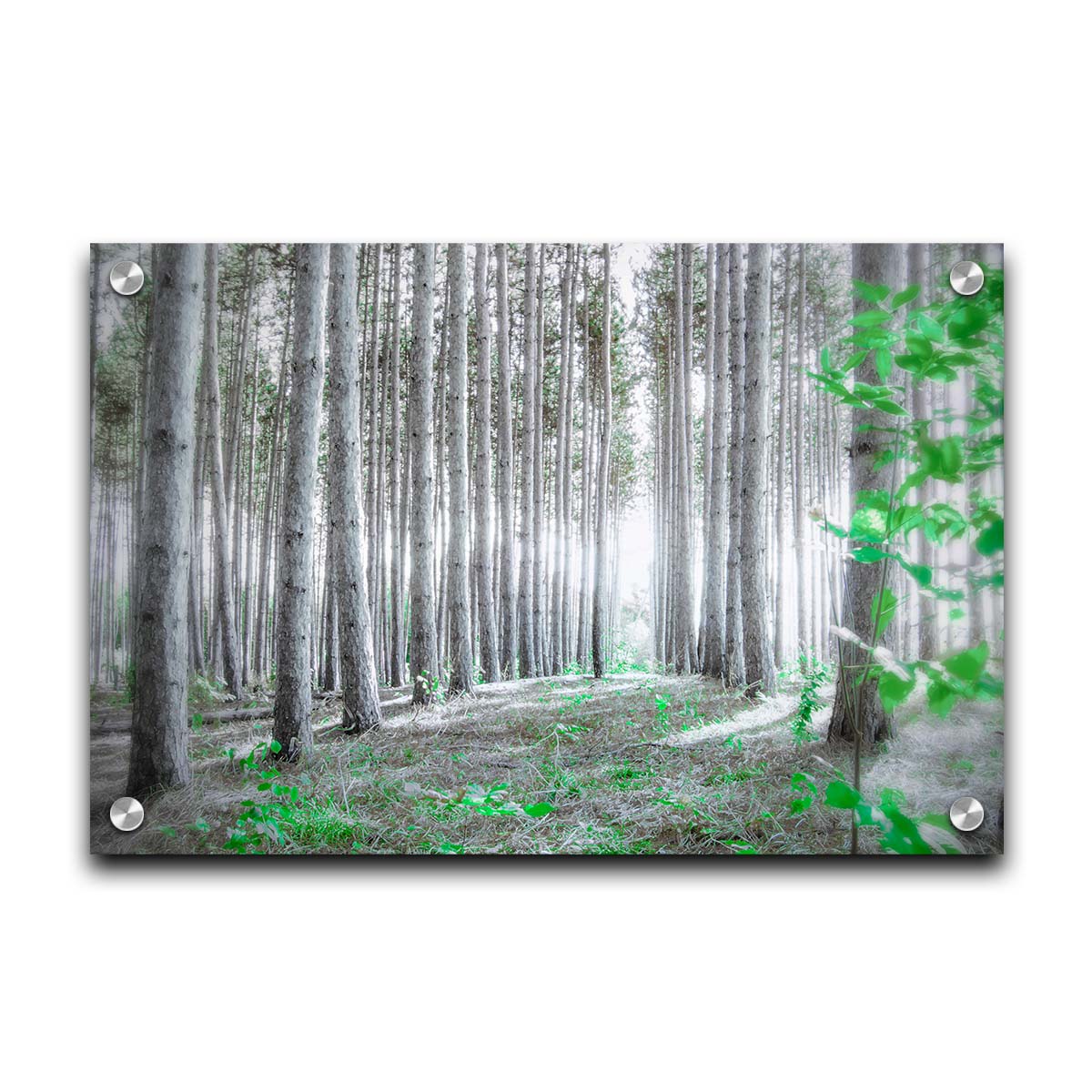 A photo of a forest, looking down lines of tree trunks. The grayscale image is contrasted with pops of selective color, drawing the eye to vibrant green leaves of both the trees and other plants sprouting from below. Printed on acrylic.