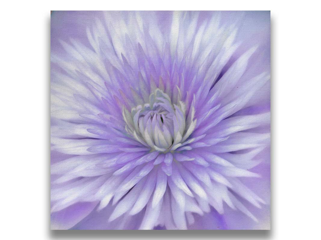 A close-up photo of a clematis flower in purple. Printed on canvas.