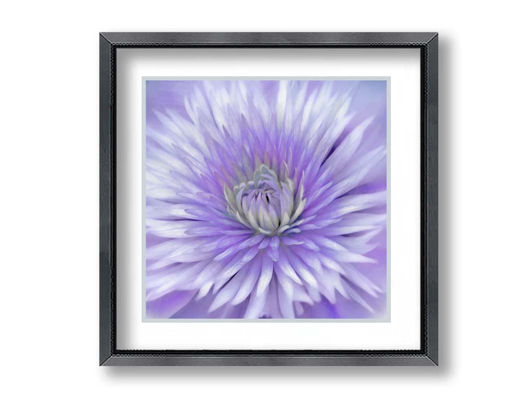 A close-up photo of a clematis flower in purple. Printed on paper, matted, and framed.