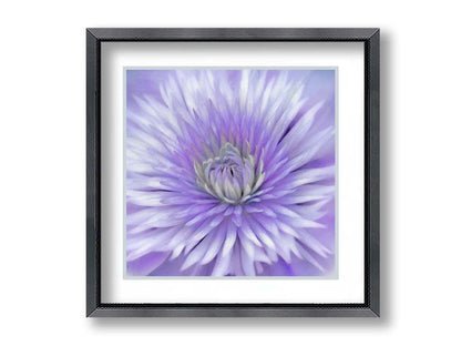 A close-up photo of a clematis flower in purple. Printed on paper, matted, and framed.