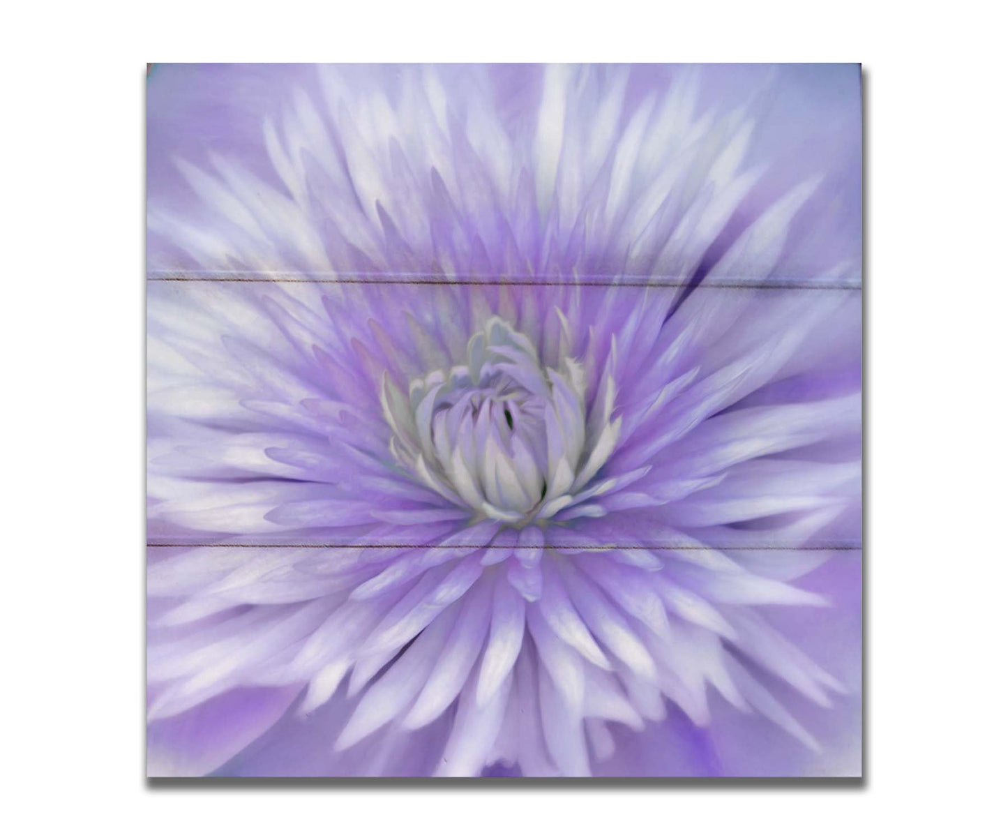 A close-up photo of a clematis flower in purple. Printed on a box board.