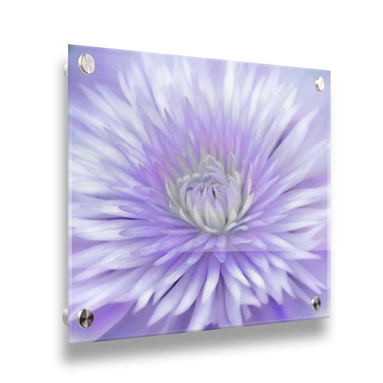 A close-up photo of a clematis flower in purple. Printed on acrylic.