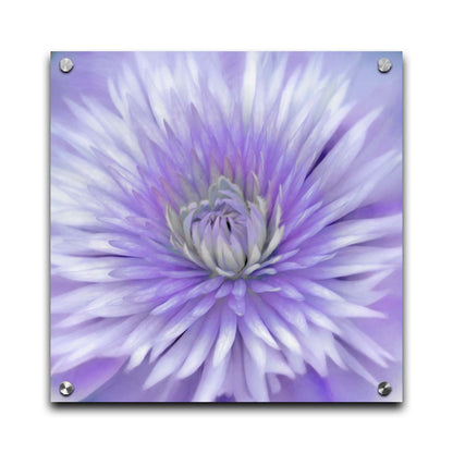 A close-up photo of a clematis flower in purple. Printed on acrylic.