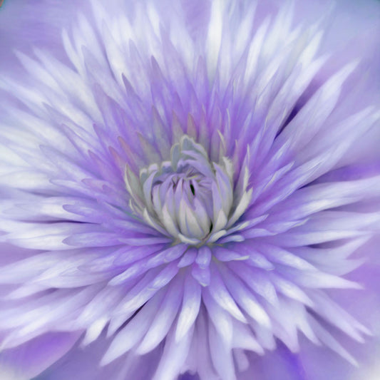 A close-up photo of a clematis flower in purple.
