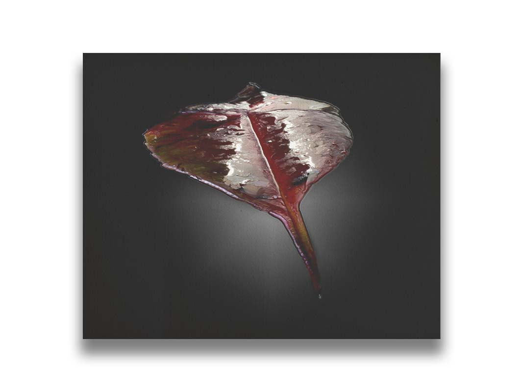 An up-close photo of a red leaf, wet and reflective, isolated on a black background. Printed on canvas.