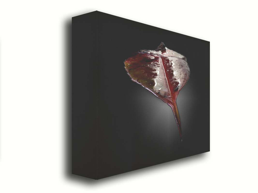 An up-close photo of a red leaf, wet and reflective, isolated on a black background. Printed on canvas.