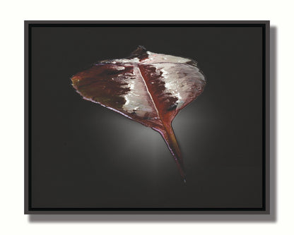 An up-close photo of a red leaf, wet and reflective, isolated on a black background. Printed on canvas in a float frame.