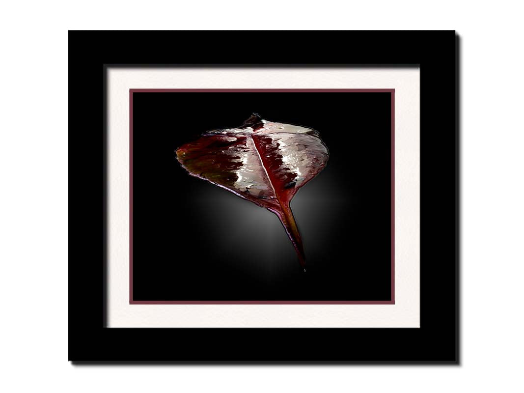 An up-close photo of a red leaf, wet and reflective, isolated on a black background. Printed on paper, matted, and framed.