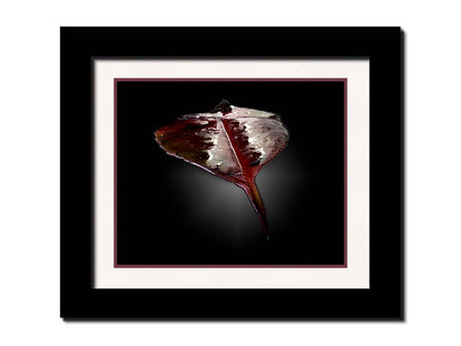 An up-close photo of a red leaf, wet and reflective, isolated on a black background. Printed on paper, matted, and framed.