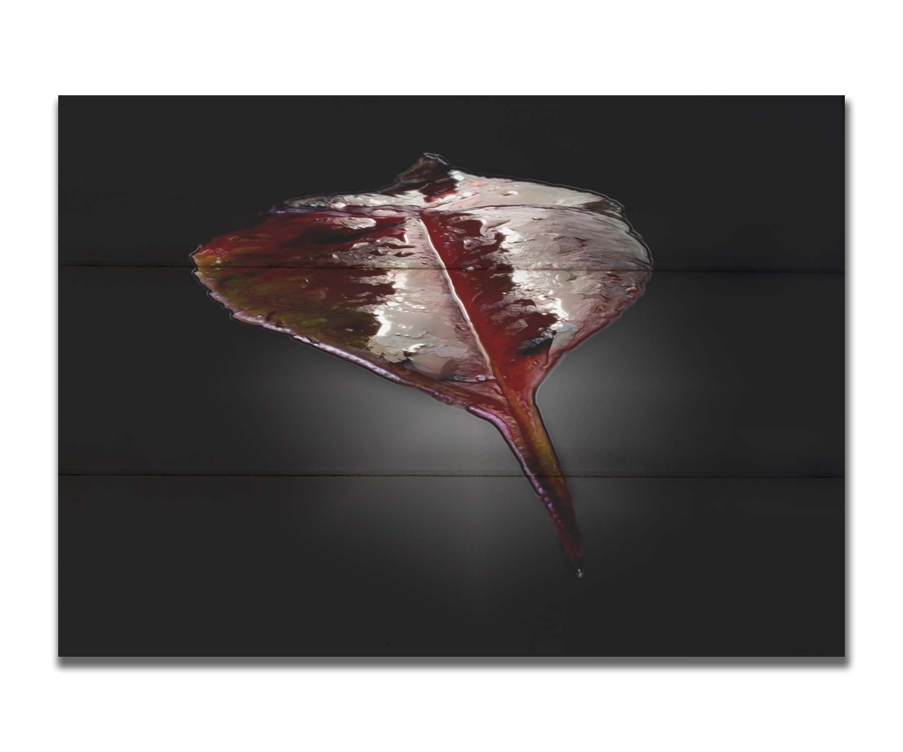 An up-close photo of a red leaf, wet and reflective, isolated on a black background. Printed on a box board.