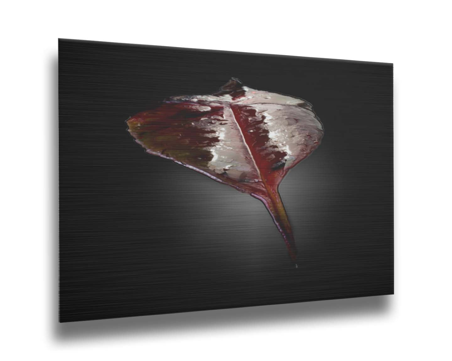 An up-close photo of a red leaf, wet and reflective, isolated on a black background. Printed on metal.