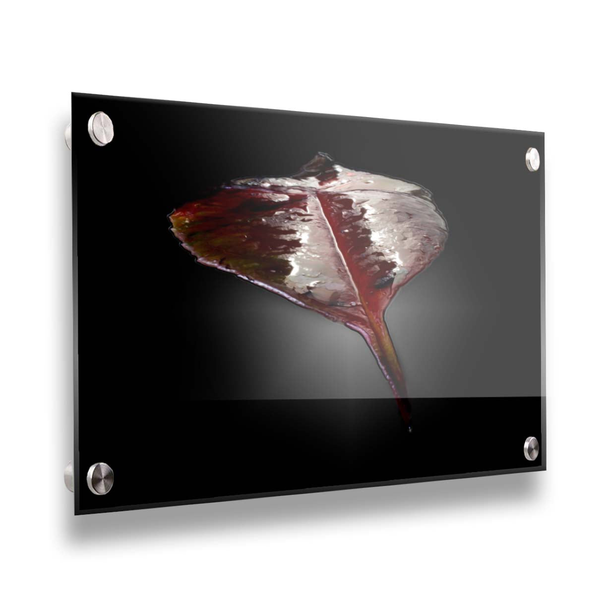 An up-close photo of a red leaf, wet and reflective, isolated on a black background. Printed on acrylic.