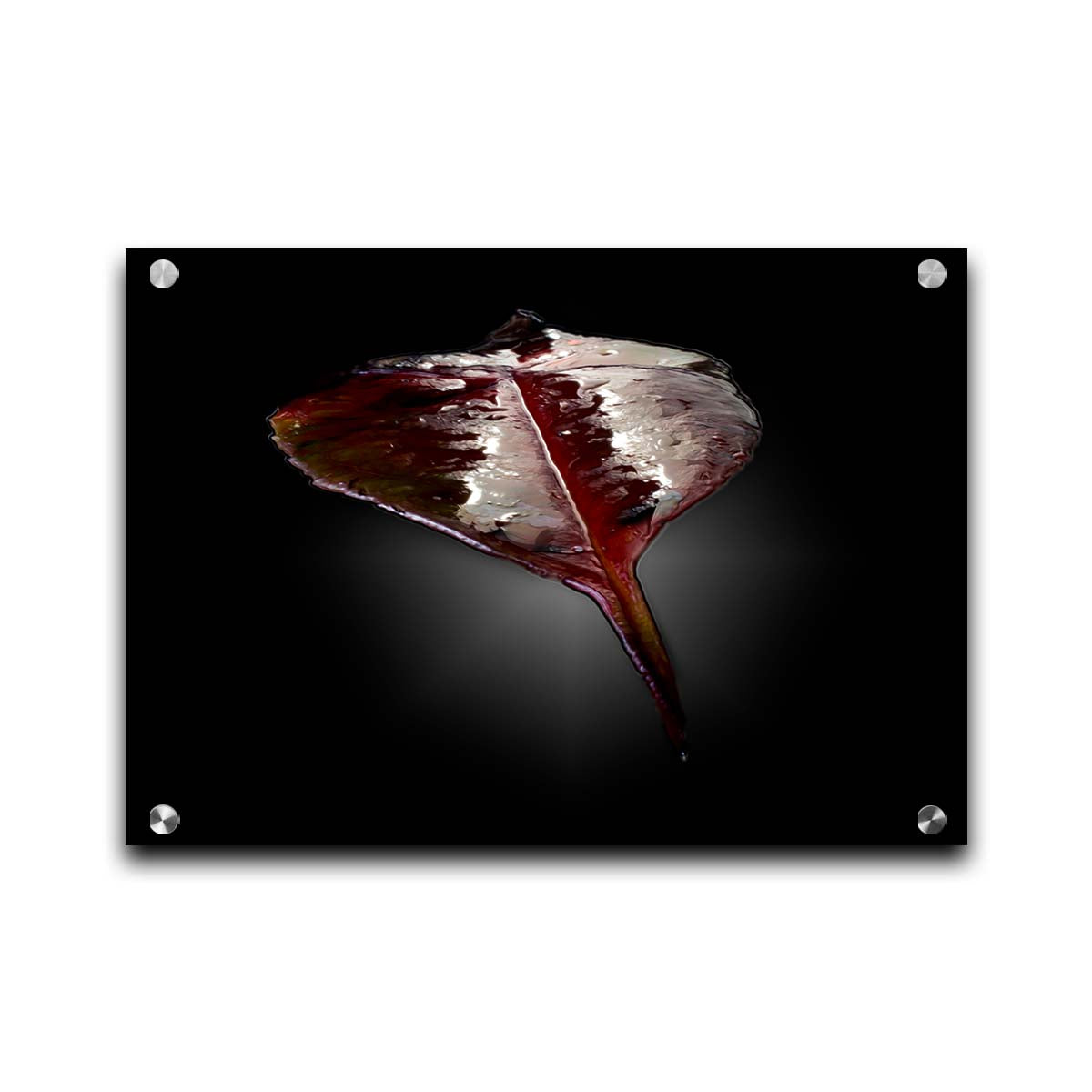 An up-close photo of a red leaf, wet and reflective, isolated on a black background. Printed on acrylic.