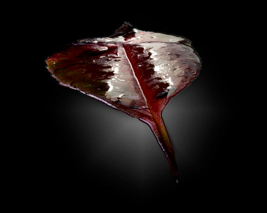 An up-close photo of a red leaf, wet and reflective, isolated on a black background.