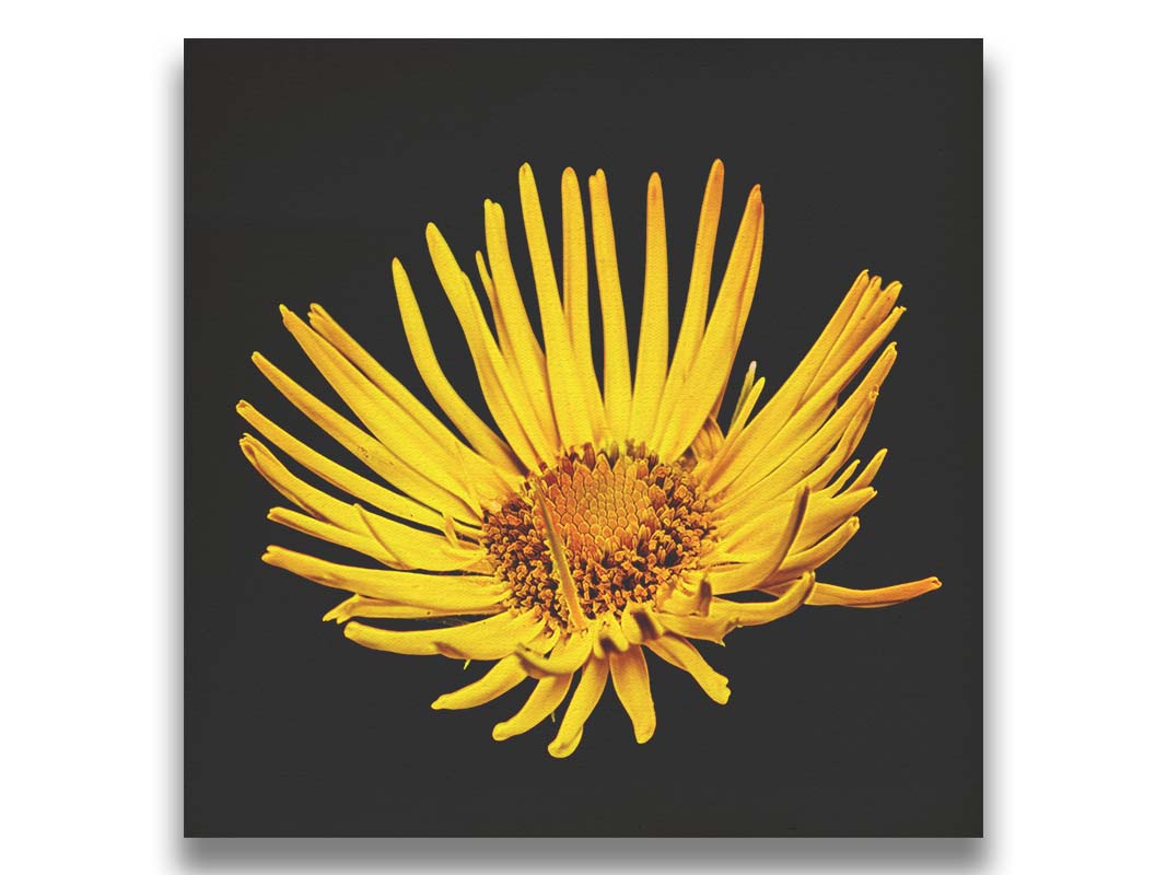 A closeup photo of a yellow leopardsbane flower suspended in a black background. Printed on canvas.