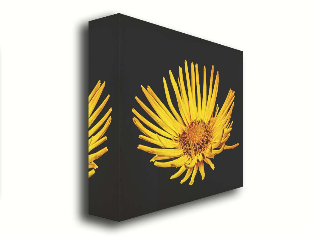 A closeup photo of a yellow leopardsbane flower suspended in a black background. Printed on canvas.