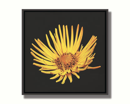 A closeup photo of a yellow leopardsbane flower suspended in a black background. Printed on canvas in a float frame.