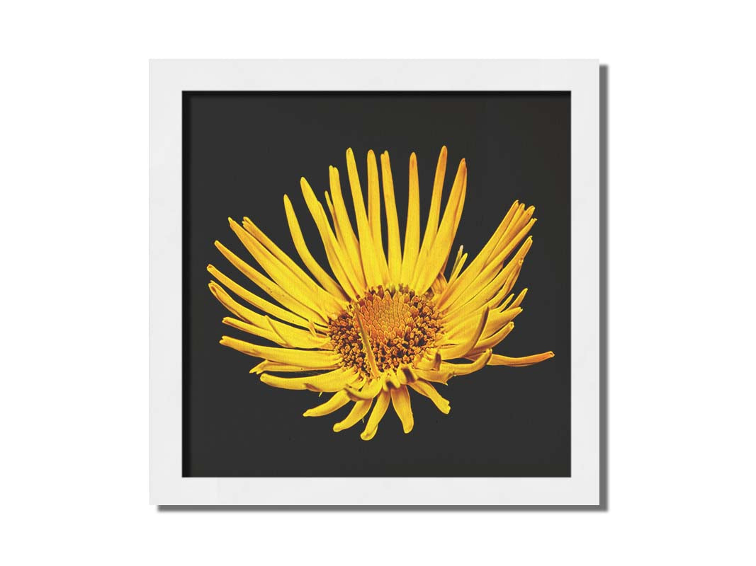 A closeup photo of a yellow leopardsbane flower suspended in a black background. Printed on canvas and framed.