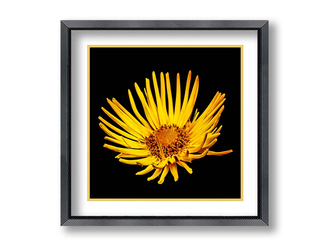 A closeup photo of a yellow leopardsbane flower suspended in a black background. Printed on paper, matted, and framed.