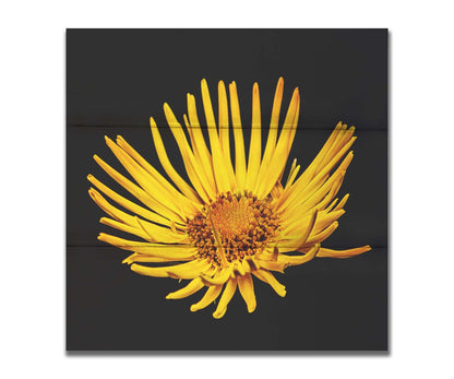 A closeup photo of a yellow leopardsbane flower suspended in a black background. Printed on a box board.