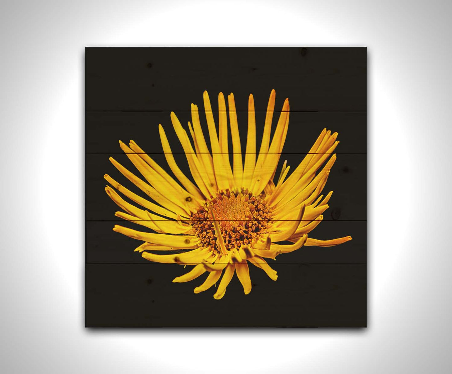 A closeup photo of a yellow leopardsbane flower suspended in a black background. Printed on a wood pallet.