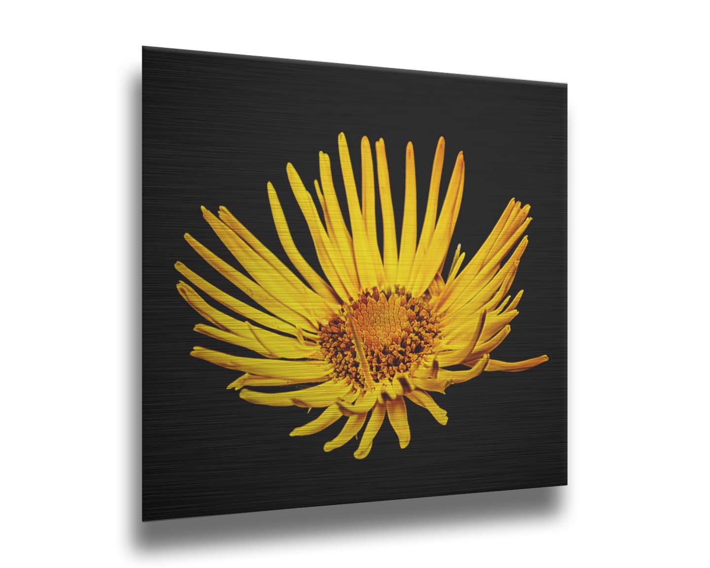 A closeup photo of a yellow leopardsbane flower suspended in a black background. Printed on metal.