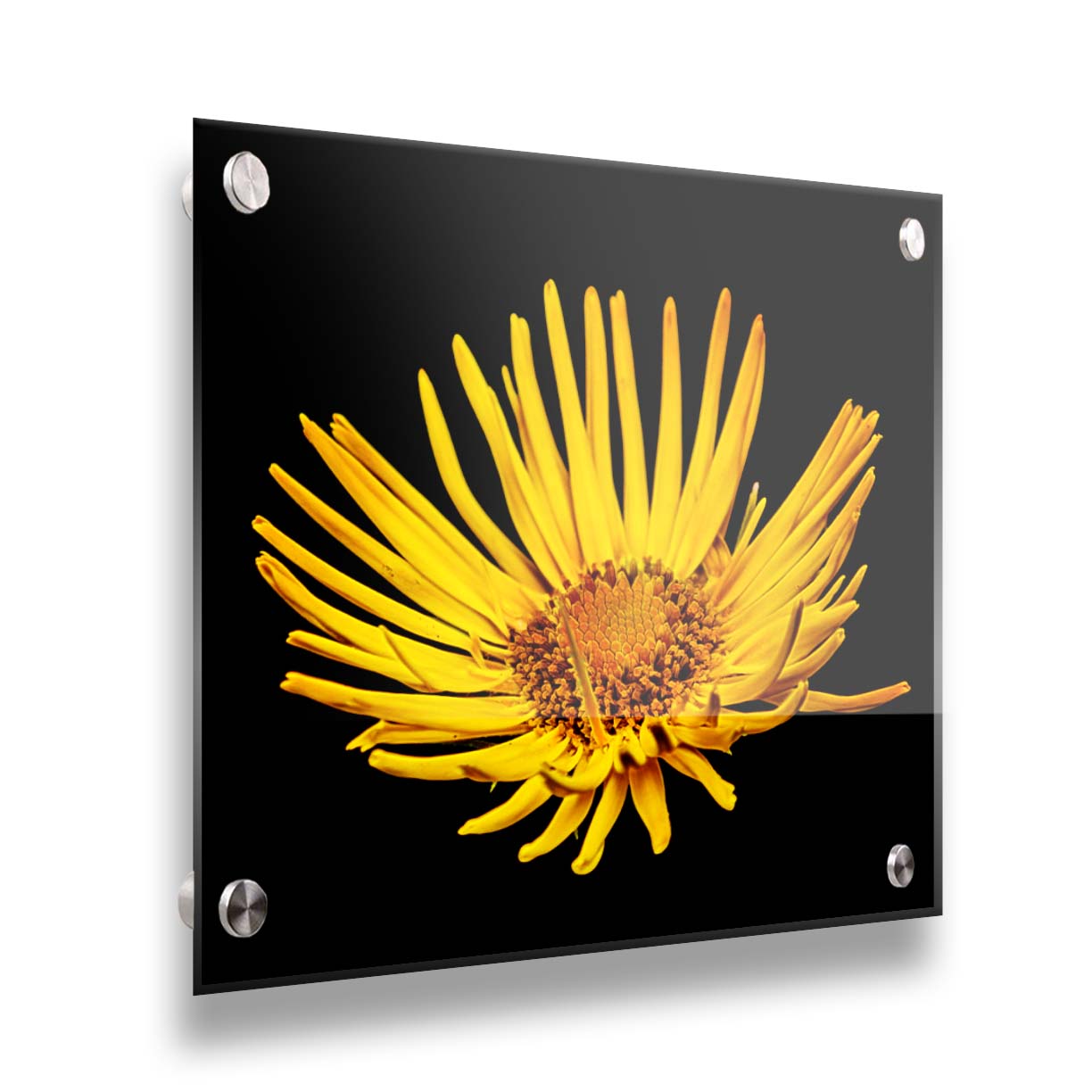 A closeup photo of a yellow leopardsbane flower suspended in a black background. Printed on acrylic.