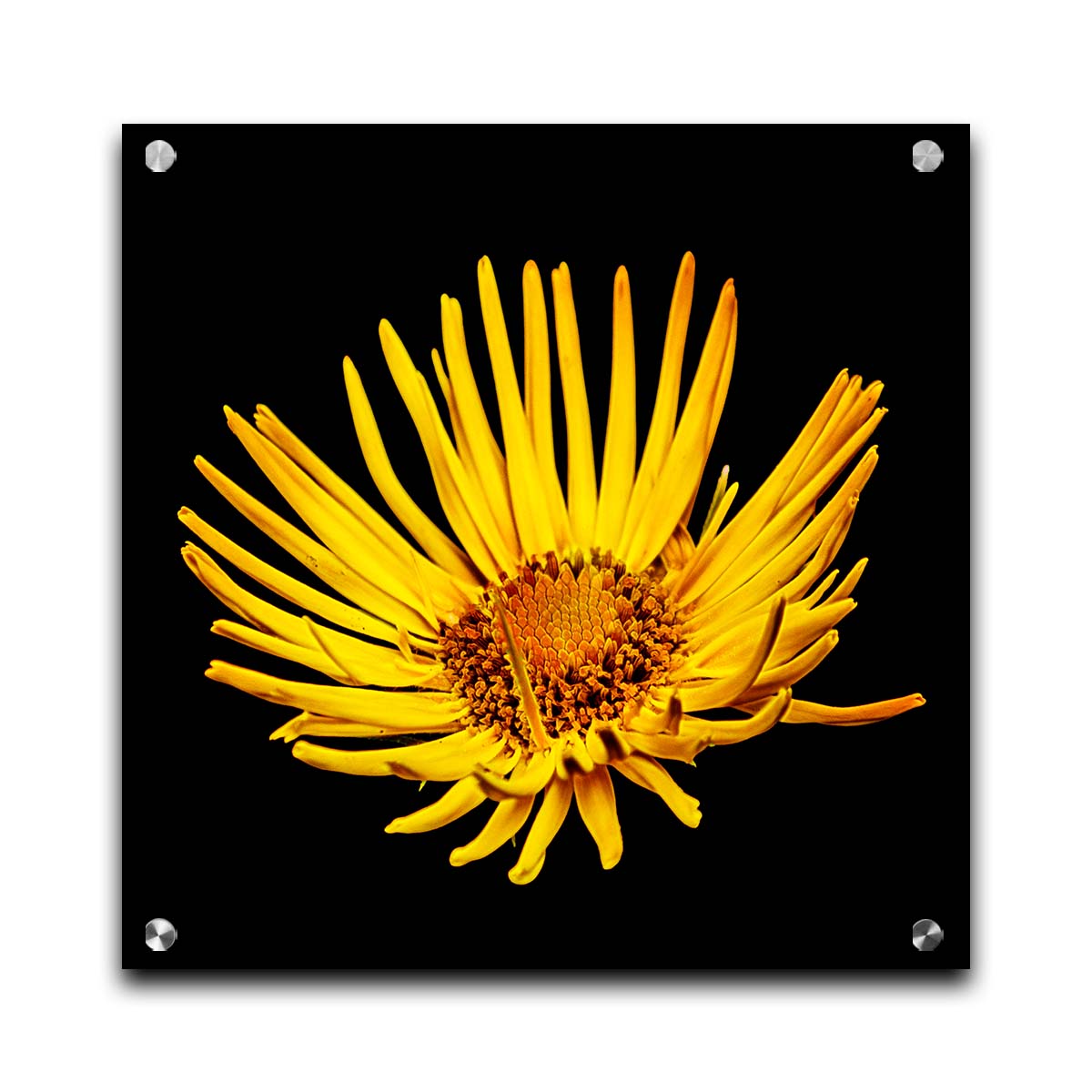 A closeup photo of a yellow leopardsbane flower suspended in a black background. Printed on acrylic.