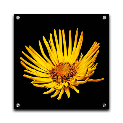 A closeup photo of a yellow leopardsbane flower suspended in a black background. Printed on acrylic.