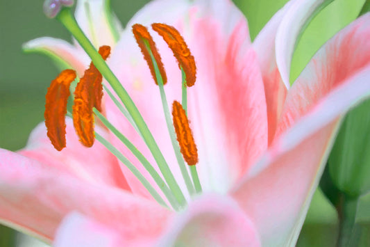 A closeup photo of a pink lily, edited with a painterly quality.