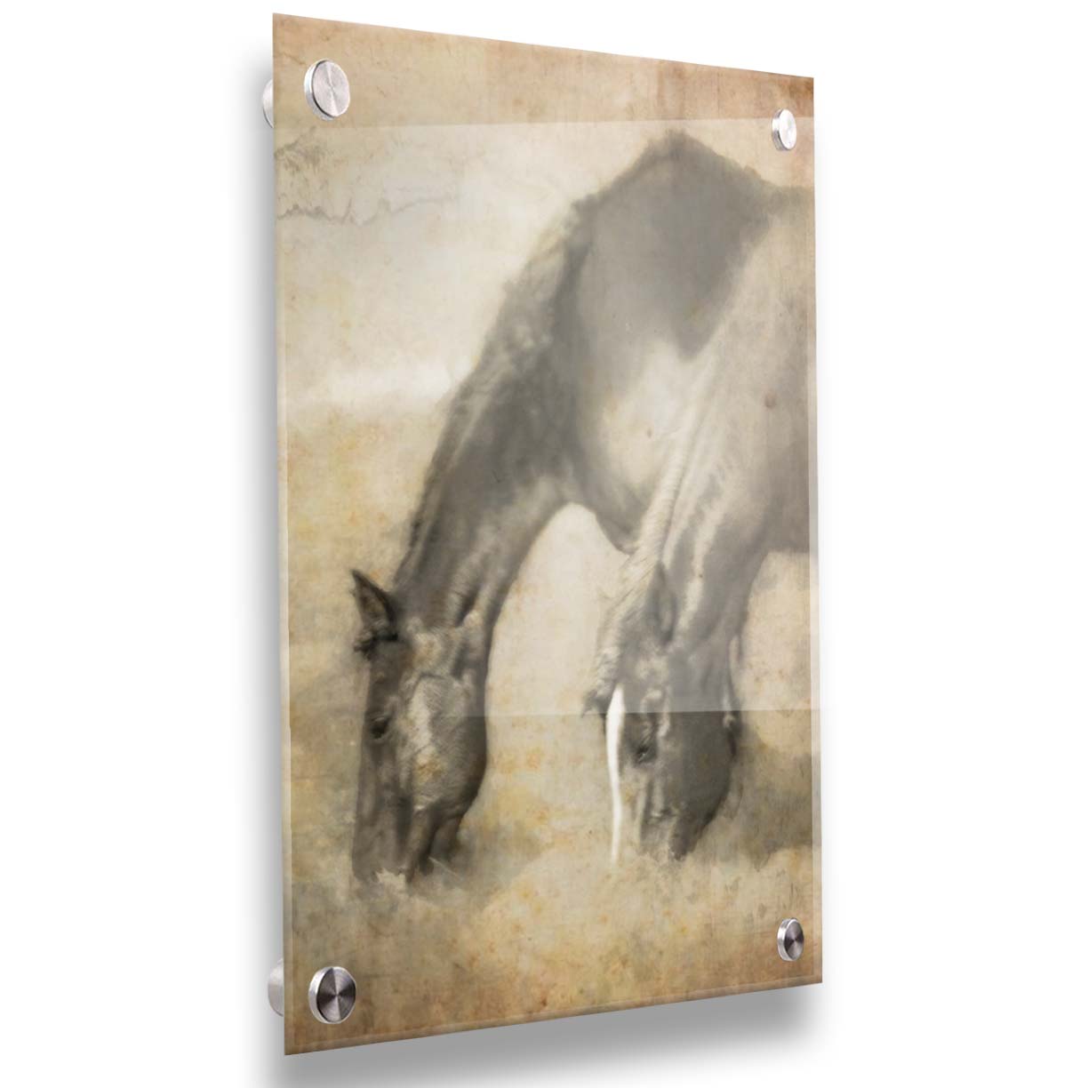 A sepia photo of two horses grazing, overlayed with weathered and stained textures. Printed on acrylic.