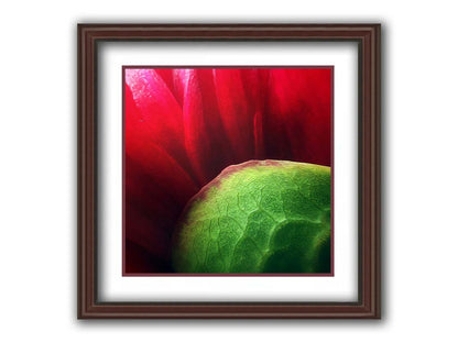 A macro photograph of a flower's red petals. Printed on paper, matted, and framed.